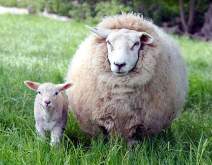 Купить одеяло из овечьей шерсти в Краснодаре